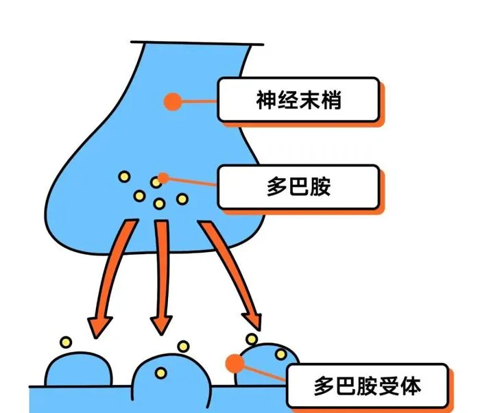 HIIT训练备受瞩目：争议中的独特优势解析