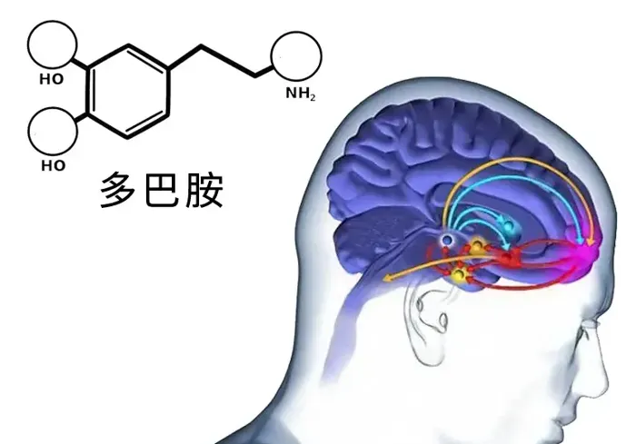 轻松维持90斤体重！揭秘黄圣依的晚餐秘诀：黄瓜与鸡蛋搭配，苹果西芹汁每日必备